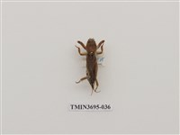 藏品(直翅目(3))的圖片